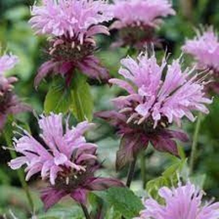 Monarda 'Beauty of Cobham' geen maat specificatie 0,55L/P9cm - afbeelding 2