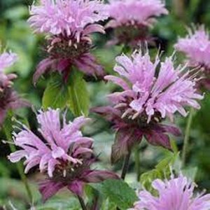 Monarda 'Beauty of Cobham' geen maat specificatie 0,55L/P9cm - afbeelding 2