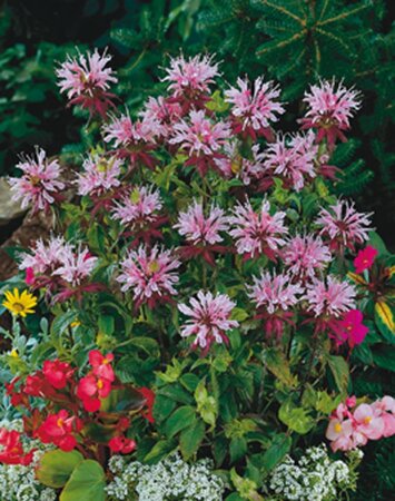 Monarda 'Beauty of Cobham' geen maat specificatie 0,55L/P9cm - afbeelding 3