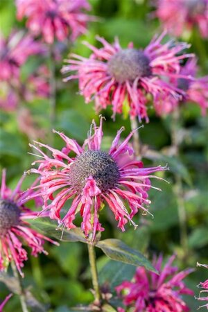 Monarda 'Beauty of Cobham' geen maat specificatie 0,55L/P9cm