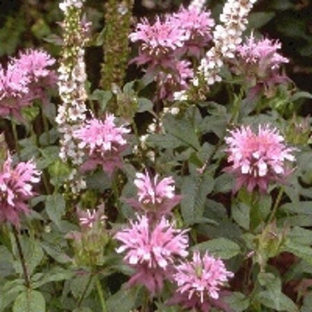 Monarda 'Beauty of Cobham' geen maat specificatie 0,55L/P9cm - afbeelding 4