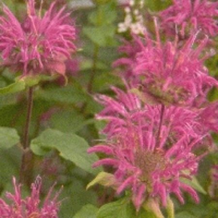 Monarda 'Blaustrumpf' geen maat specificatie 0,55L/P9cm - afbeelding 1