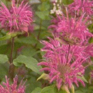 Monarda 'Blaustrumpf' geen maat specificatie 0,55L/P9cm