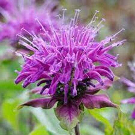 Monarda 'Blaustrumpf' geen maat specificatie 0,55L/P9cm - afbeelding 2