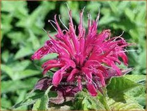 Monarda Balmy Rose geen maat specificatie 0,55L/P9cm