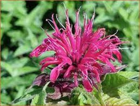 Monarda Balmy Rose geen maat specificatie 0,55L/P9cm