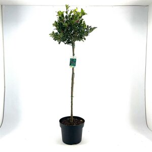 Molinia caerulea geen maat specificatie 0,55L/P9cm - afbeelding 3