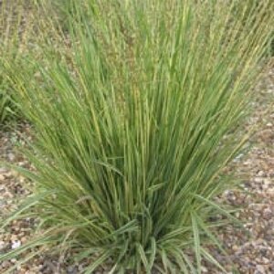 Molinia caerulea geen maat specificatie 0,55L/P9cm - image 2