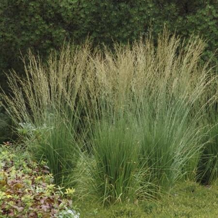 Molinia caerulea 'Dauerstrahl' geen maat specificatie 0,55L/P9cm - afbeelding 2
