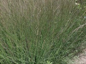Molinia caerulea 'Dauerstrahl' geen maat specificatie 0,55L/P9cm