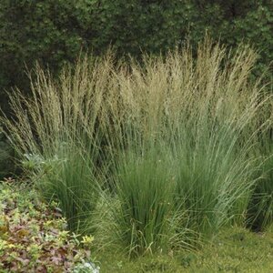 Molinia caerulea 'Dauerstrahl' geen maat specificatie 0,55L/P9cm - image 2