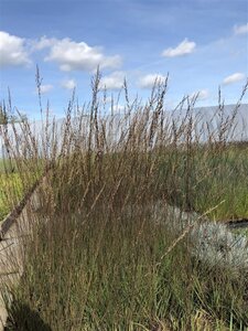 Molinia caerulea 'Edith Dudszus' geen maat specificatie 0,55L/P9cm