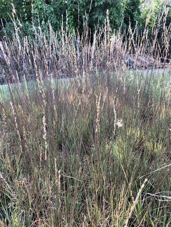 Molinia caerulea 'Edith Dudszus' geen maat specificatie 0,55L/P9cm - image 2