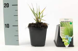 Molinia caerulea 'Edith Dudszus' geen maat specificatie 0,55L/P9cm - image 8