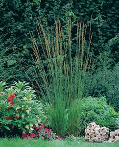 Molinia caerulea 'Heidebraut' geen maat specificatie 0,55L/P9cm - afbeelding 3