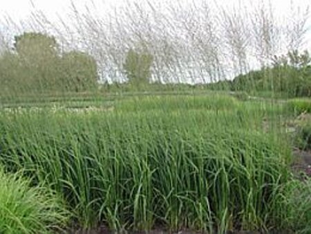 Molinia caerulea 'Heidebraut' geen maat specificatie 0,55L/P9cm