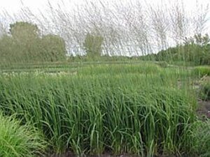 Molinia caerulea 'Heidebraut' geen maat specificatie 0,55L/P9cm