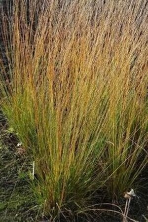 Molinia caerulea 'JS Aha Erlebnis' geen maat specificatie 0,55L/P9cm