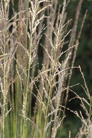 Molinia caerulea 'Moorhexe' geen maat specificatie 0,55L/P9cm - afbeelding 2