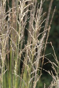 Molinia caerulea 'Moorhexe' geen maat specificatie 0,55L/P9cm - afbeelding 2