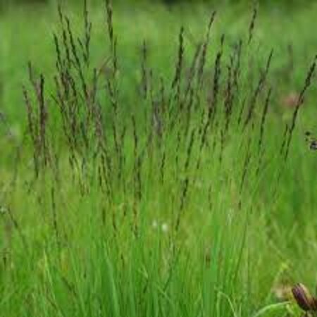 Molinia caerulea 'Moorhexe' geen maat specificatie 0,55L/P9cm - afbeelding 7