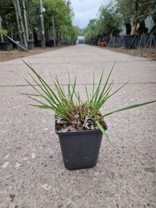 Molinia caerulea 'Moorhexe' geen maat specificatie 0,55L/P9cm - afbeelding 7