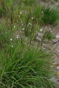 Molinia caerulea 'Moorhexe' geen maat specificatie 0,55L/P9cm - afbeelding 6