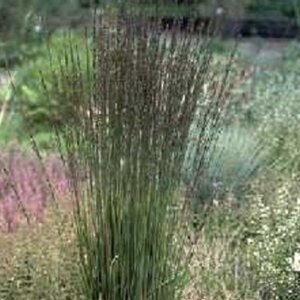 Molinia caerulea 'Moorhexe' geen maat specificatie 0,55L/P9cm - afbeelding 5