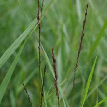 Molinia caerulea 'Moorhexe' geen maat specificatie 0,55L/P9cm - afbeelding 4