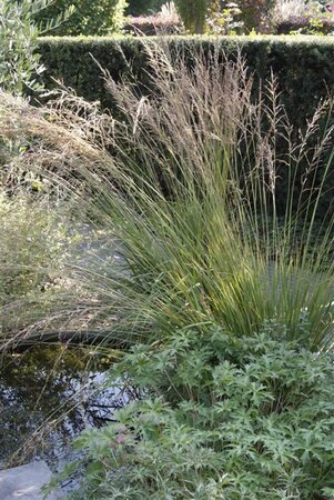 Molinia caerulea 'Moorhexe' geen maat specificatie 0,55L/P9cm - afbeelding 11