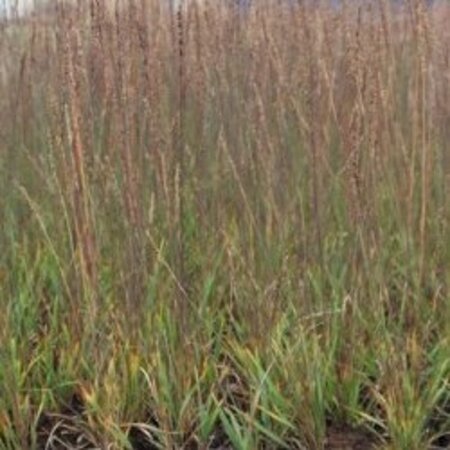 Molinia caerulea 'Moorhexe' geen maat specificatie 0,55L/P9cm - afbeelding 2