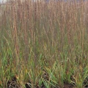 Molinia caerulea 'Moorhexe' geen maat specificatie 0,55L/P9cm - afbeelding 2