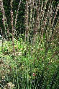 Molinia caerulea 'Moorhexe' geen maat specificatie 0,55L/P9cm