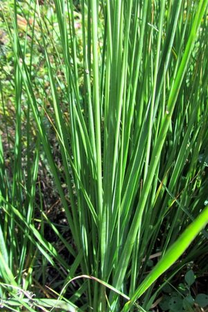 Molinia caerulea 'Moorhexe' geen maat specificatie 0,55L/P9cm - image 9