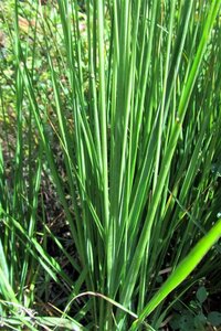 Molinia caerulea 'Moorhexe' geen maat specificatie 0,55L/P9cm - image 9