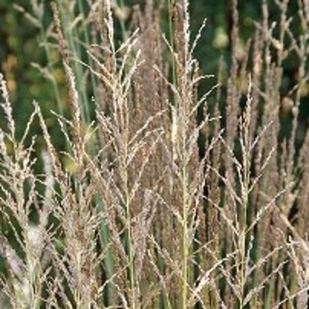Molinia caerulea 'Moorhexe' geen maat specificatie 0,55L/P9cm - image 2