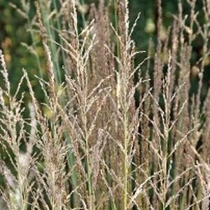 Molinia caerulea 'Moorhexe' geen maat specificatie 0,55L/P9cm - image 2