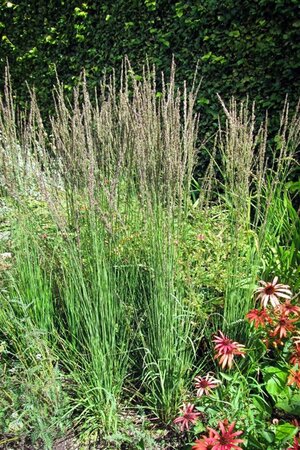 Molinia caerulea 'Moorhexe' geen maat specificatie 0,55L/P9cm - image 8