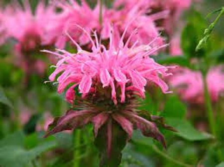 Monarda 'Croftway Pink' geen maat specificatie 0,55L/P9cm