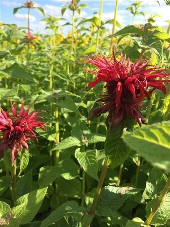 Monarda 'Cambridge Scarlet' geen maat specificatie 0,55L/P9cm - afbeelding 2