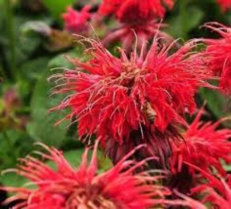 Monarda 'Cambridge Scarlet' geen maat specificatie 0,55L/P9cm - afbeelding 4