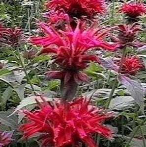 Monarda 'Cambridge Scarlet' geen maat specificatie 0,55L/P9cm - afbeelding 5