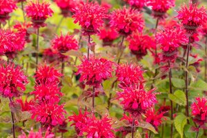 Monarda 'Cambridge Scarlet' geen maat specificatie 0,55L/P9cm