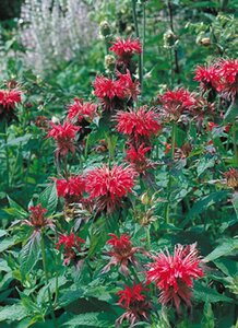 Monarda 'Cambridge Scarlet' geen maat specificatie 0,55L/P9cm - afbeelding 6