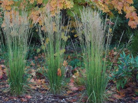 Molinia caerulea 'Torch' geen maat specificatie 0,55L/P9cm - afbeelding 2