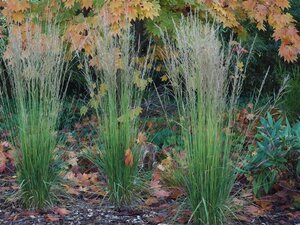 Molinia caerulea 'Torch' geen maat specificatie 0,55L/P9cm - afbeelding 2