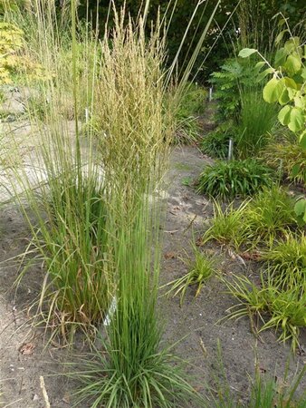 Molinia caerulea 'Torch' geen maat specificatie 0,55L/P9cm - afbeelding 1