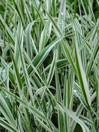 Molinia caerulea 'Variegata' geen maat specificatie 0,55L/P9cm - afbeelding 1