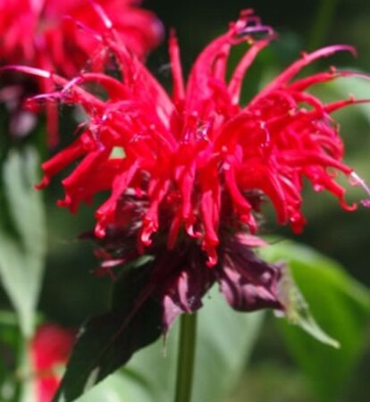 Monarda 'Gardenview Scarlet' geen maat specificatie 0,55L/P9cm - afbeelding 1
