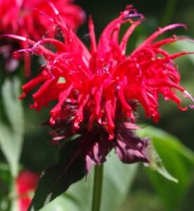 Monarda 'Gardenview Scarlet' geen maat specificatie 0,55L/P9cm - afbeelding 1